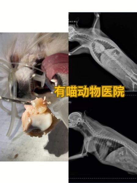 狗狗卡住了怎么回事( 卡住的原因是什么)