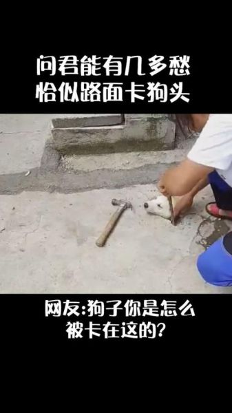 狗狗卡住了怎么回事( 卡住的原因是什么)