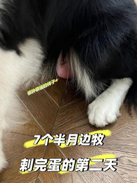 狗狗卡到了我的下面好疼( 怎么才能让它出来)