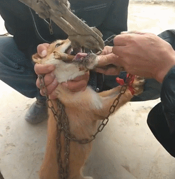 狗狗卡在我下面好疼(我该怎么处理)