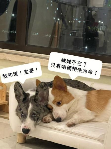 狗狗卡在我里面多久能拉出来(它多久能自己出来)