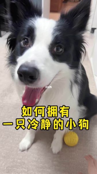 狗狗卡在里面的感觉(冷静处理才是关键)