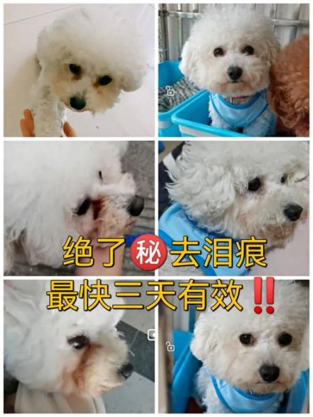 狗狗去泪痕最有效最快的办法(到底是饮食问题还是眼睛问题)