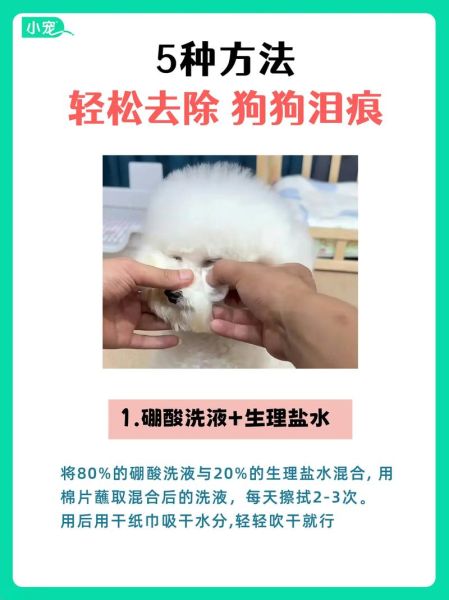 狗狗去泪痕最有效最快的办法(到底是饮食问题还是眼睛问题)