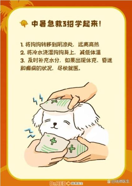 狗狗又烫又大又长(怎么才能给它降温)