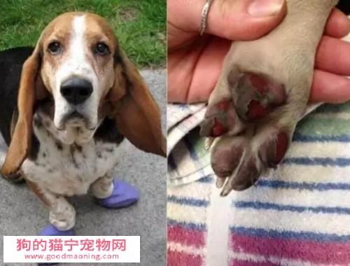 狗狗又烫又大又长(怎么才能给它降温)