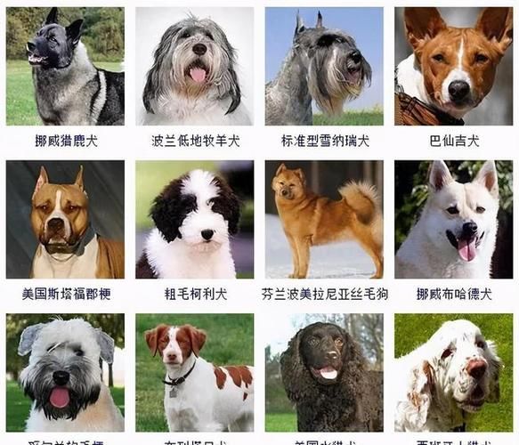 狗狗取名(叫什么最合适)