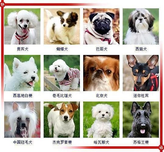 狗狗取名(叫什么最合适)