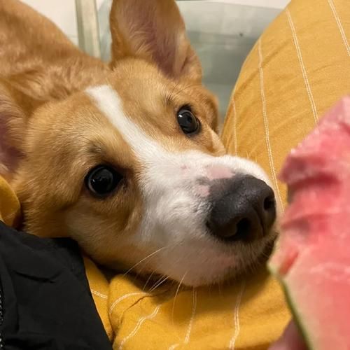 狗狗可以吃番石榴吗(吃多了会怎么样)