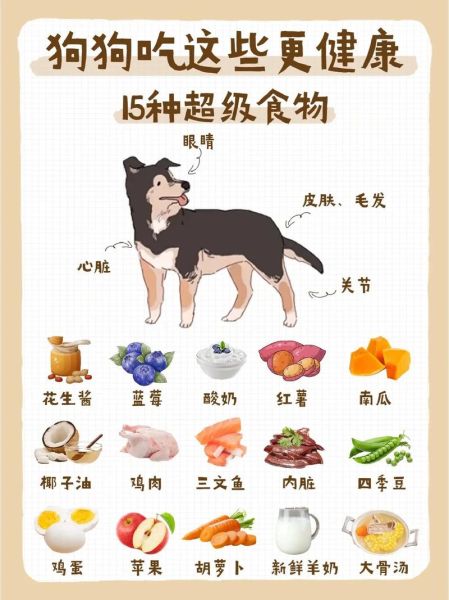 狗狗吃什么肉好(到底哪种最合适)