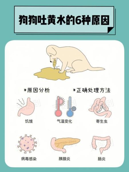 狗狗吐了,是食物不对还是肠胃有问题?该怎么判断?