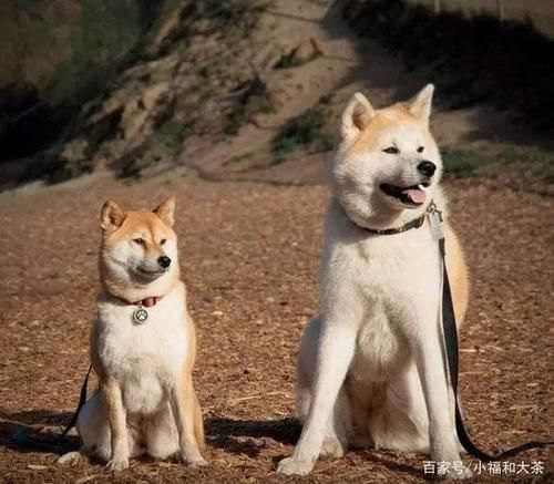 狗狗品种(是喜欢撒娇的博美还是独立的柴犬)