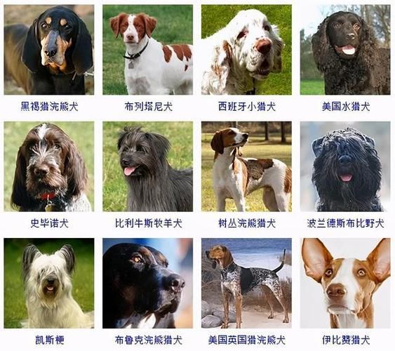 狗狗品种大全(小型犬好养还是大型犬好养)