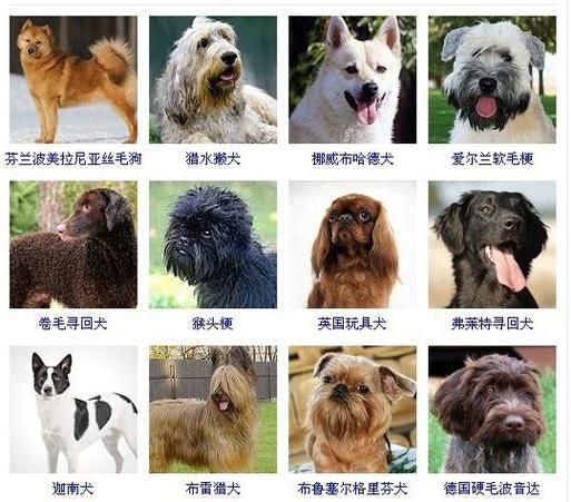狗狗国外网站大全(分享着丰富的狗狗知识)