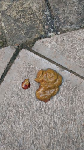 狗狗大便带血(还是肠道出血了)