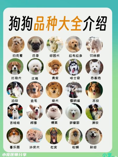 狗狗大全(哪种最适合你)