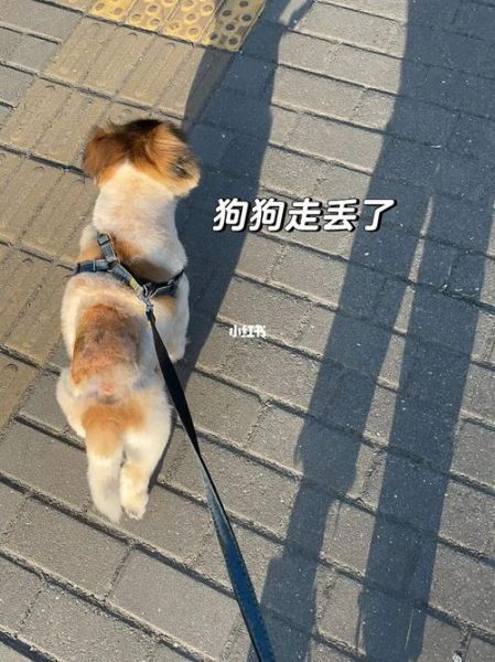 狗狗太快了我有点接受不了(你怕它会走丢吗)