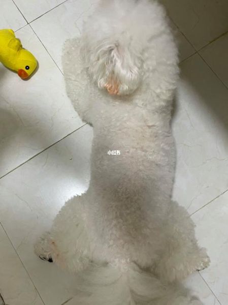 狗狗太长卡在里面不出来(怎么才能让它放松下来)