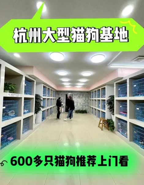 狗狗宠物店(有什么推荐吗)