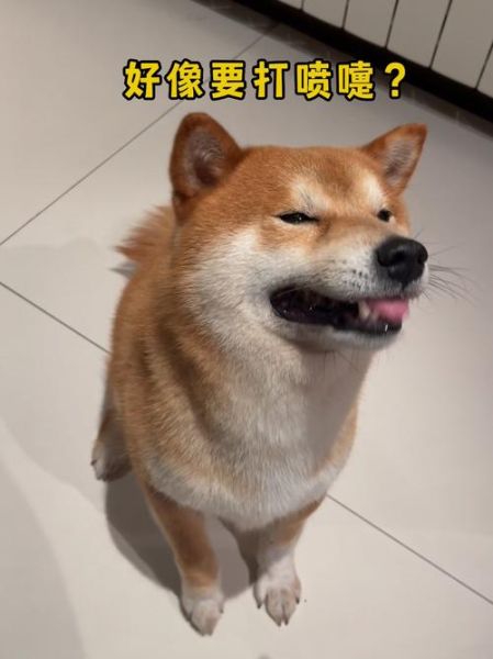 狗狗打喷嚏(还是它在用这种方式表达爱意)