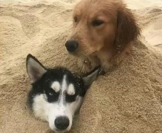 狗狗接水管(还能捉弄主人)