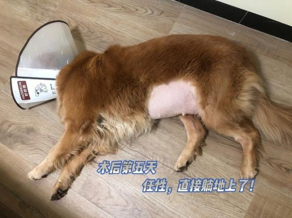 狗狗放我子宫里面突然变大怎么办(是不是要赶紧去医院)