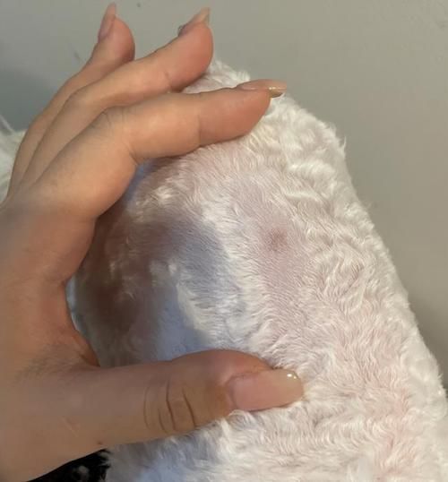 狗狗放我里面突然变大怎么办(有什么其他方法吗)