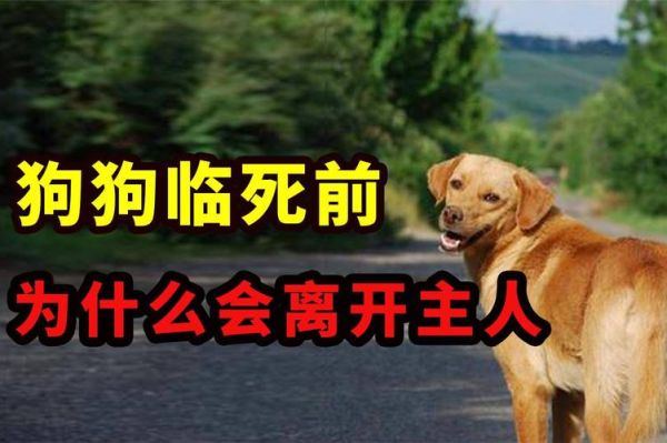 狗狗死前跟主人拜别(它是在跟主人告别吗)