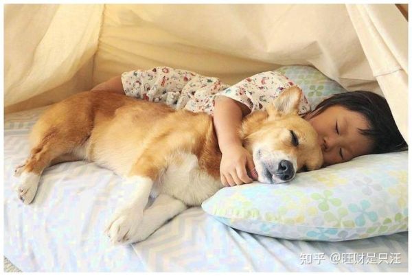狗狗每晚都过来上我(难道是想要和你一起睡)