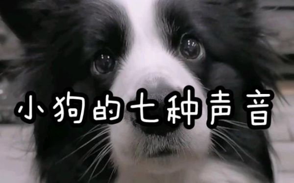狗狗爱听的音乐(它们真的懂音乐吗)