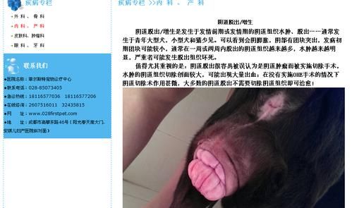 狗狗的东西卡在我子宫里面了(会不会很严重)