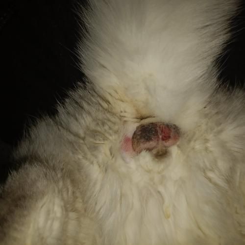 狗狗的东西卡在我里面了怎么办( 我该怎么把它弄出来)