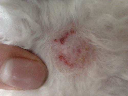 狗狗的东西又硬又烫又臭(难道是皮肤病)