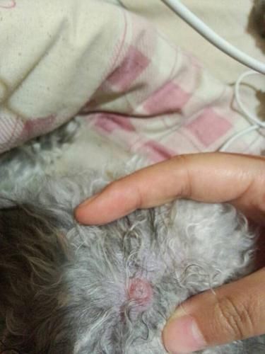 狗狗的东西又硬又长(这是怎么回事)