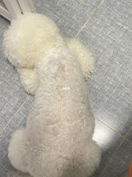 狗狗的大东西卡在妈妈(怎么才能取出来)
