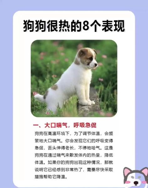 狗狗的太大了太热了(怎么给它降温才有效)