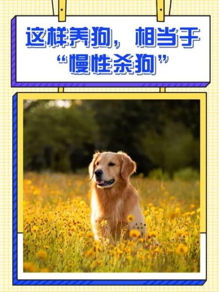狗狗的好大坚持不住了(怎么才能安全)