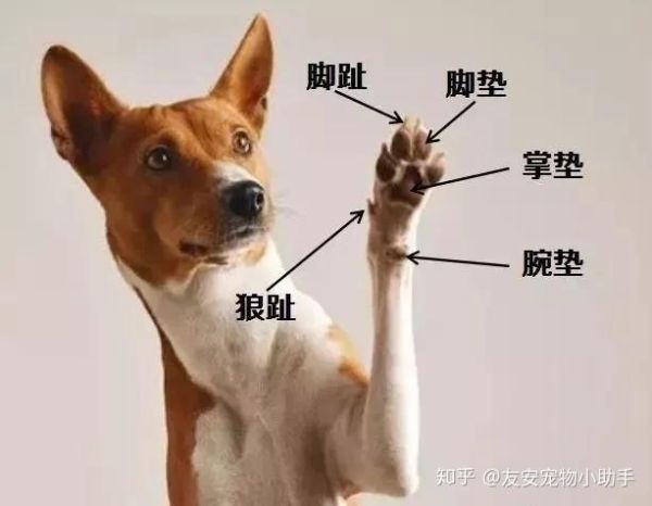 狗狗的汗腺在身上哪个部位(是用舌头散热还是用脚底散热)