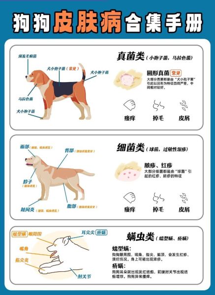 狗狗皮肤病(  如何才能识别不同类型)