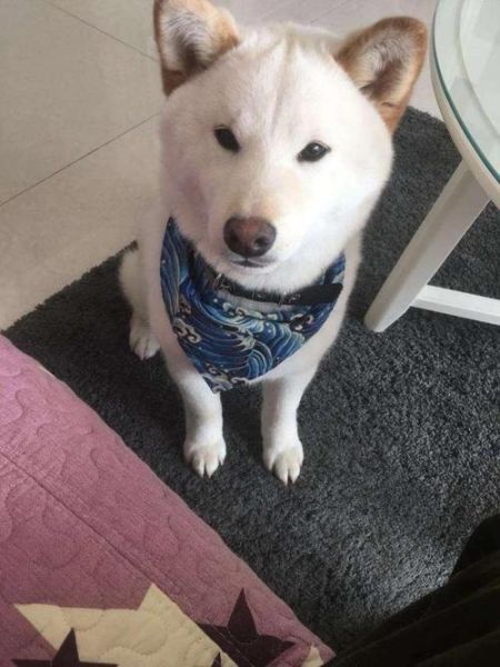 狗狗真粗大好充实( 是营养好还是品种好)