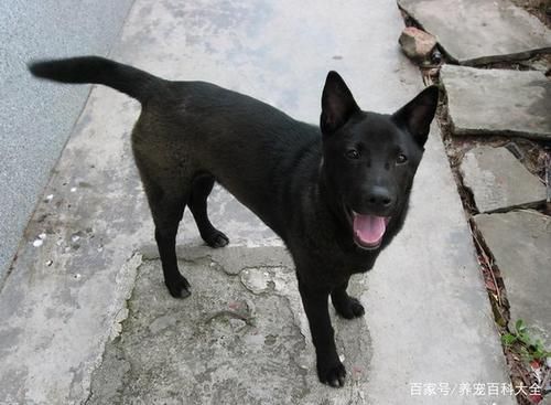 狗狗真粗大好充实( 是营养好还是品种好)