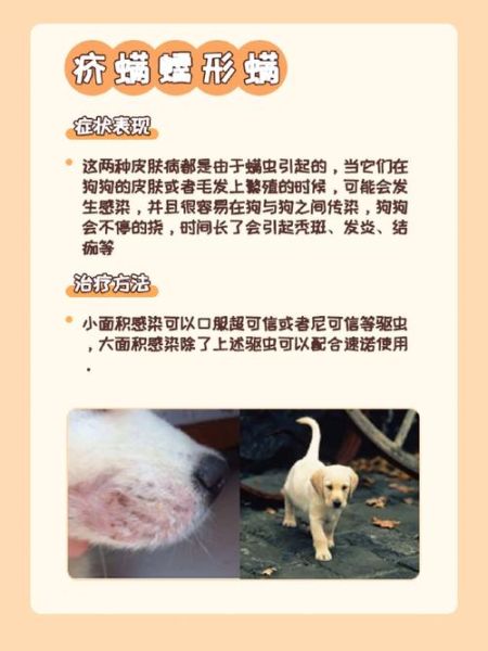 狗狗真菌性皮肤病(洗澡和药膏就能解决吗)