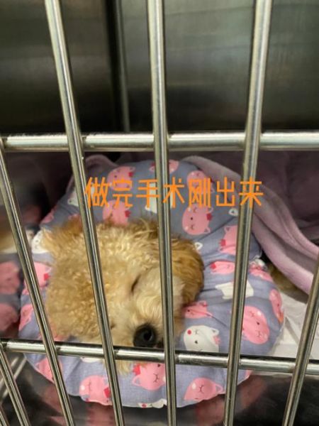 狗狗绝育手术(还能和以前一样活泼吗)