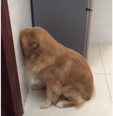 狗狗罚站( 谁会忍心让狗狗罚站那么久)
