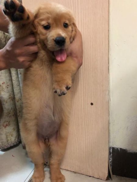 狗狗罚站( 谁会忍心让狗狗罚站那么久)