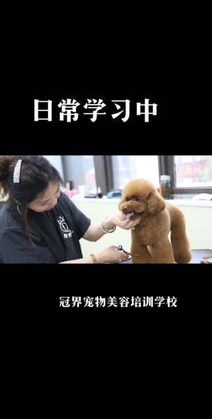 狗狗美容培训学校(宠物美容培训学校怎么选)