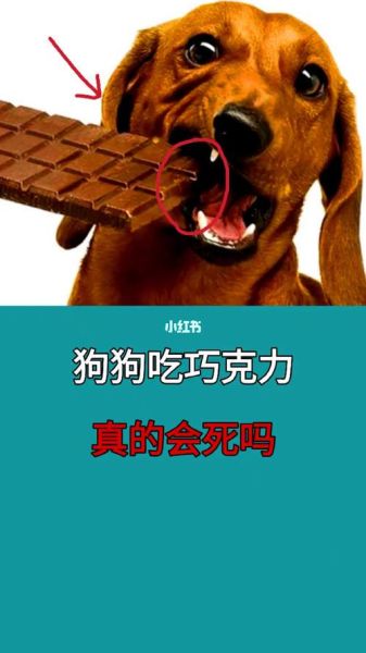 狗狗能吃巧克力吗(你真的了解吗)