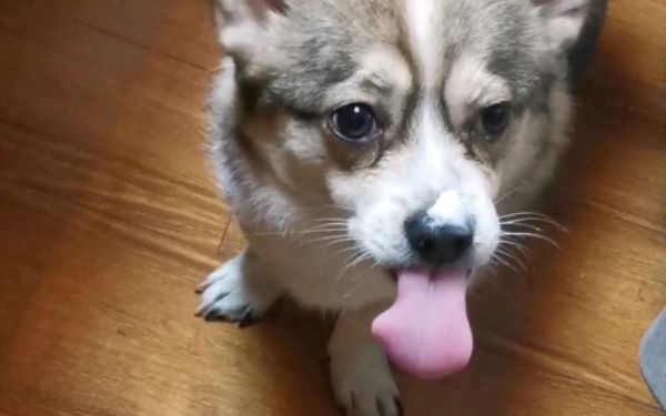 狗狗舌头特别热舔着很舒服(舔起来舒服是错觉吗)