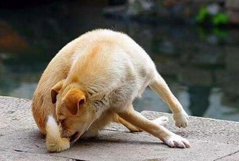 狗狗舔我的小便处是什么原因?(是它在闻我的味道吗)