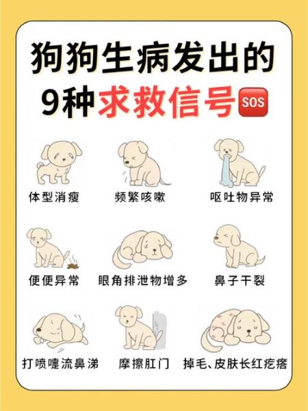 狗狗舔自己的小便处是什么原因?(是清洁还是求救信号)